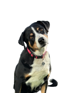 Foto von Akira Unsere Firewall (Hund)